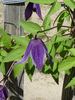 Helsingborg clematis photo