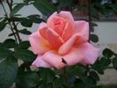 Vitalrose Golden Baron rose photo