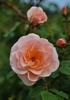 Nymphenburg rose photo