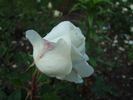 Ibiza rose photo
