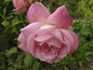 Frau Bürgermeister Kirschstein rose photo
