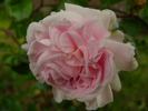 Weetwood rose photo