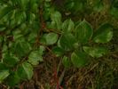 Weetwood rose photo