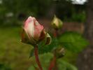Weetwood rose photo