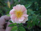 1-72-1DLFED1 rose photo