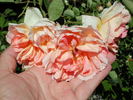 English Elegance rose photo