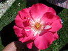 Winifred Coulter Cl. rose photo
