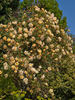 Golden Century rose photo
