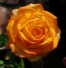Mary Pickersgill rose photo