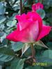 Ronald Reagan ™ rose photo
