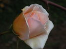 Traverser rose photo