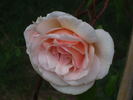 Traverser rose photo