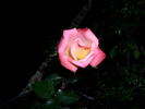 Becka Anne rose photo