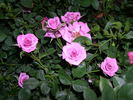 Bill Zumbar rose photo