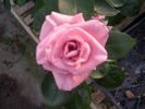 Brand New Girlfriend rose photo