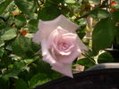 Coal Miner's Daughter rose photo