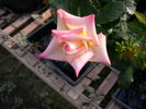 King of the Road rose photo