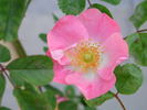 IW0-47-19 rose photo