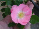 IW0-47-19 rose photo