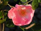 IW0-47-19 rose photo