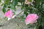 Rosea rose photo