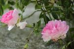 Rosea rose photo