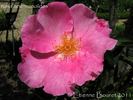 <i>Rosa anemonoides</i> Rehder Synonym rose photo