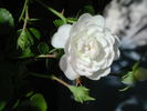 Double Poterifolia rose photo