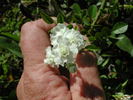 Double Poterifolia rose photo