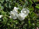 Double Poterifolia rose photo