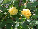 Golden Horizon ™ rose photo