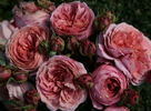 Romantic Antike Freelander rose photo