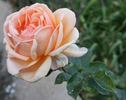 Gordon Eddie rose photo