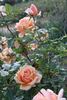 Gordon Eddie rose photo