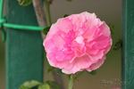 Rosea rose photo