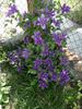 Mrs. N. Thompson clematis photo
