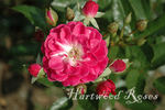 Sneezy rose photo