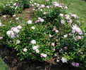 Echo rose photo