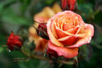Crackling Fire ™ rose photo