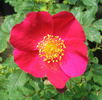M6910 rose photo