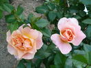 Sixteen Candles rose photo