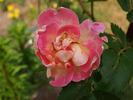 Rhodophile Gravereaux rose photo