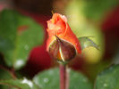 New Year ® rose photo