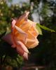 Climbing Madame Abel Chatenay rose photo