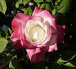 Colombina ® rose photo