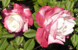 Colombina ® rose photo