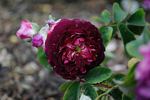 Cora rose photo