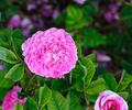 Renoncule rose photo