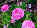 Renoncule rose photo
