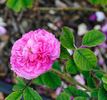Renoncule rose photo